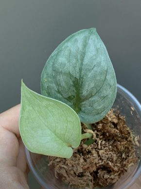 Scindapsus Silver Hero