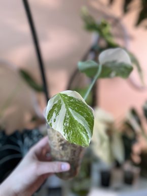 Monstera Deliciosa Albo