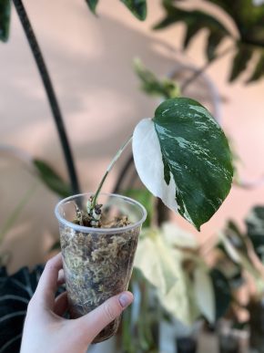 Monstera Deliciosa Albo