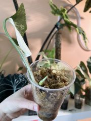 IMG_4629.jpeg