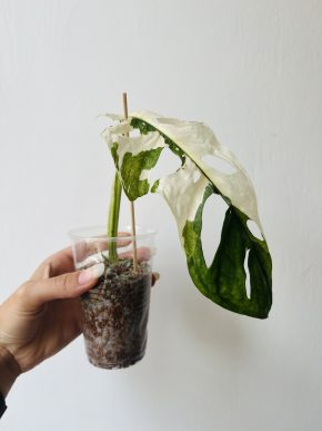 Monstera Adansoii variegata (Monkey Mask)