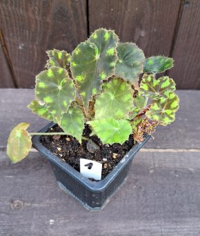 Begonia bowerae tiger 1