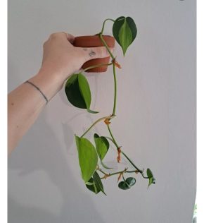 Philodendron Scandens Brasil