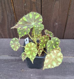 Begonia bowerae tiger 2