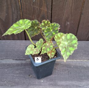 Begonia bowerae tiger 3