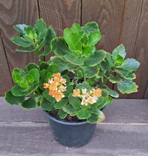 Květináč kalanchoe