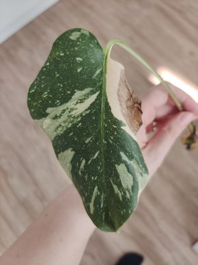 Monstera Thai Constellation řízek