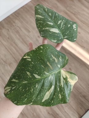 Monstera Thai Constellation řízek