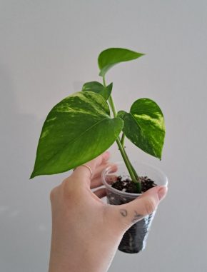 Epipremnum Aureum