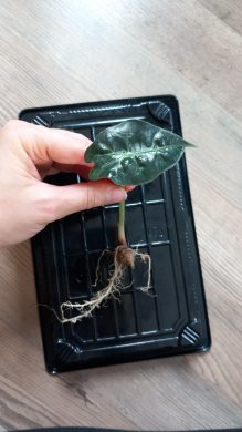 Alocasia polly