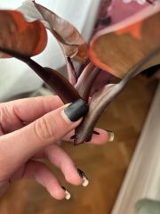 IMG_9227.jpeg