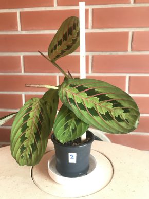 MARANTA LEUCONEURA FASCINATOR  + E-BOOK "Síla zeleně " ZDARMA.