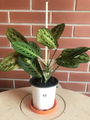 MARANTA LEUCONEURA FASCINATOR  + E-BOOK "Síla zeleně " ZDARMA.