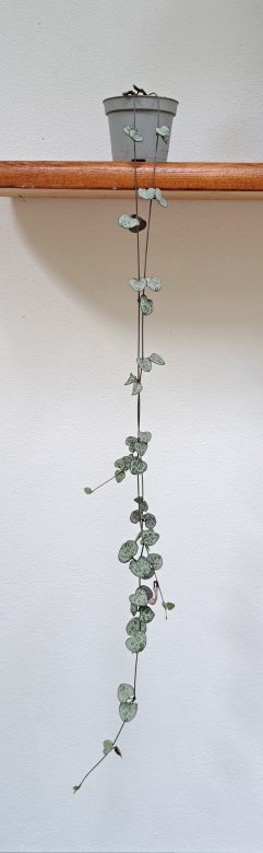 20250618_154157.jpg