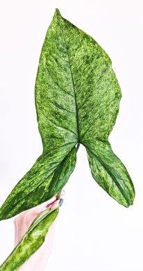 Syngonium mojito