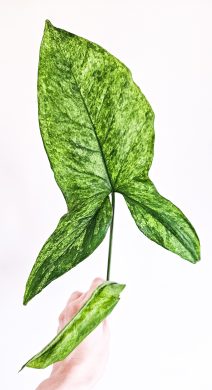 Syngonium mojito