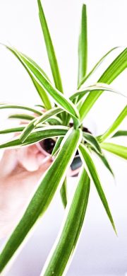 Chlorophytum ocean