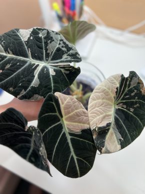 Hľuza Alocasia Black Velvet Pink Variegata