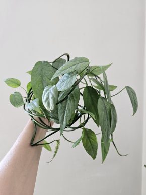 Epipremnum cebu blue