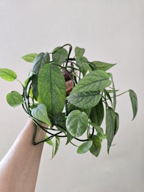 Epipremnum cebu blue