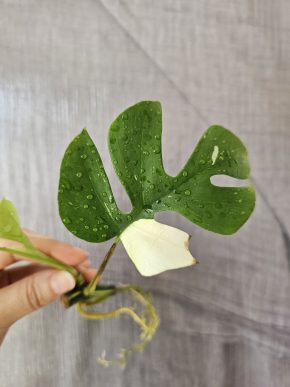 Monstera minima variegata
