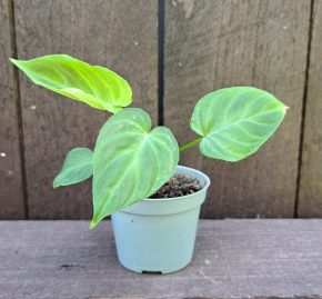 Philodendron verrucosum