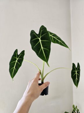 Alocasia Frydek