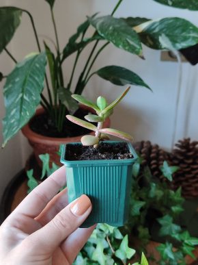 Crassula ovata - tlustice