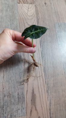Alocasia polly