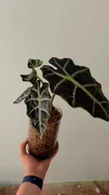 Alocasia polly Kopie