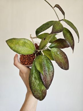 Hoya 'Tequila Sunrise'