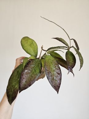 Hoya 'Tequila Sunrise'