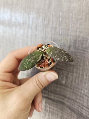 Hoya sp. VL-09 řízek