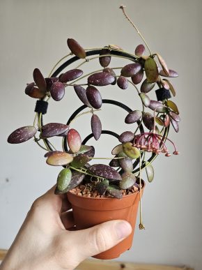 Hoya sp. VL-09 řízek