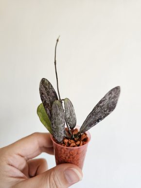 Hoya sigillatis