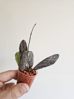 Hoya sigillatis