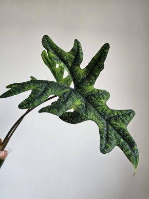 Alocasia Jacklyn