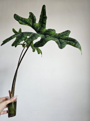 Alocasia Jacklyn