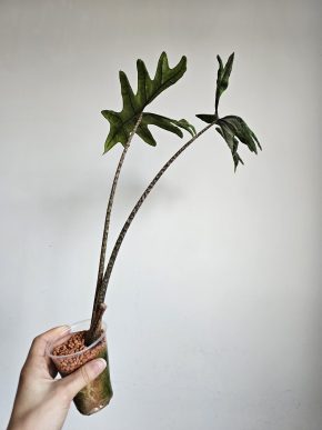 Alocasia Jacklyn