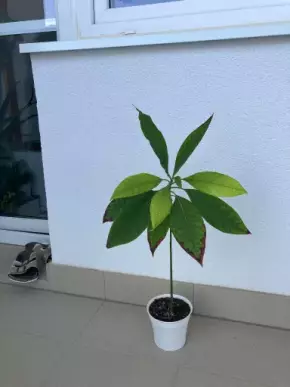 Avokádo 64 cm