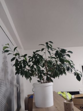 Ficus - dospělá rostlina (spodní část stonku je spletena) Kopie