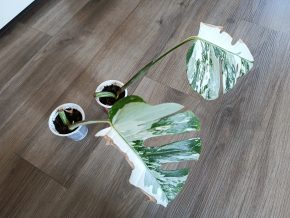 Monstera Albo
