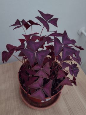 Oxalis triangularis - šťavel trojhranný (fialový)