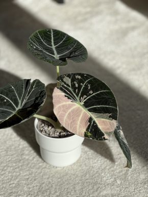 Hľuza Alocasia Black Velvet Pink Variegata