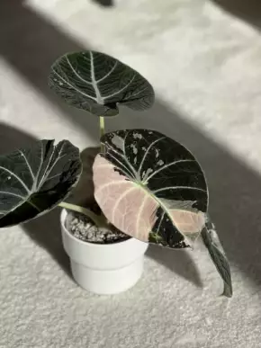 Hľuza Alocasia Black Velvet Pink Variegata