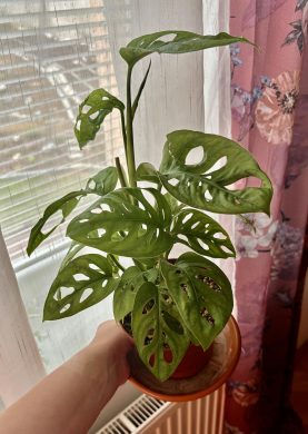 Monstera Adansonii v lechuze pon