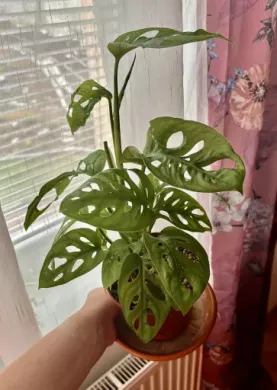Monstera Adansonii v lechuze pon