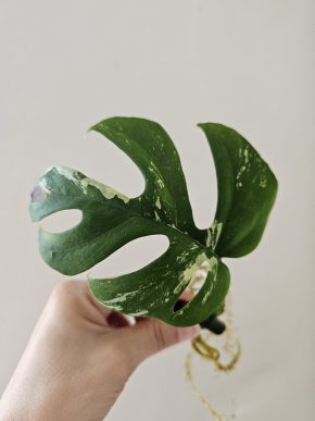 Monstera minima variegata