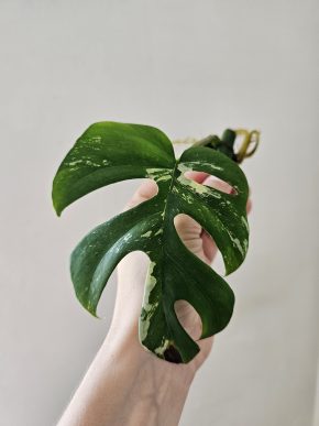 Monstera minima variegata