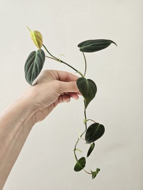REVERT Philodendron micans variegata